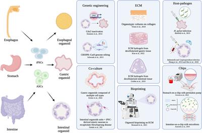 Human gastro-intestinal organoid engineering: a state of the art